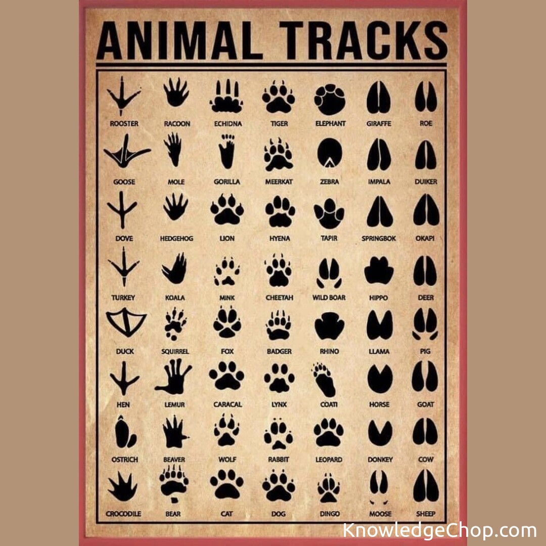 Different Types Of Animal Tracks Knowledge Ninja