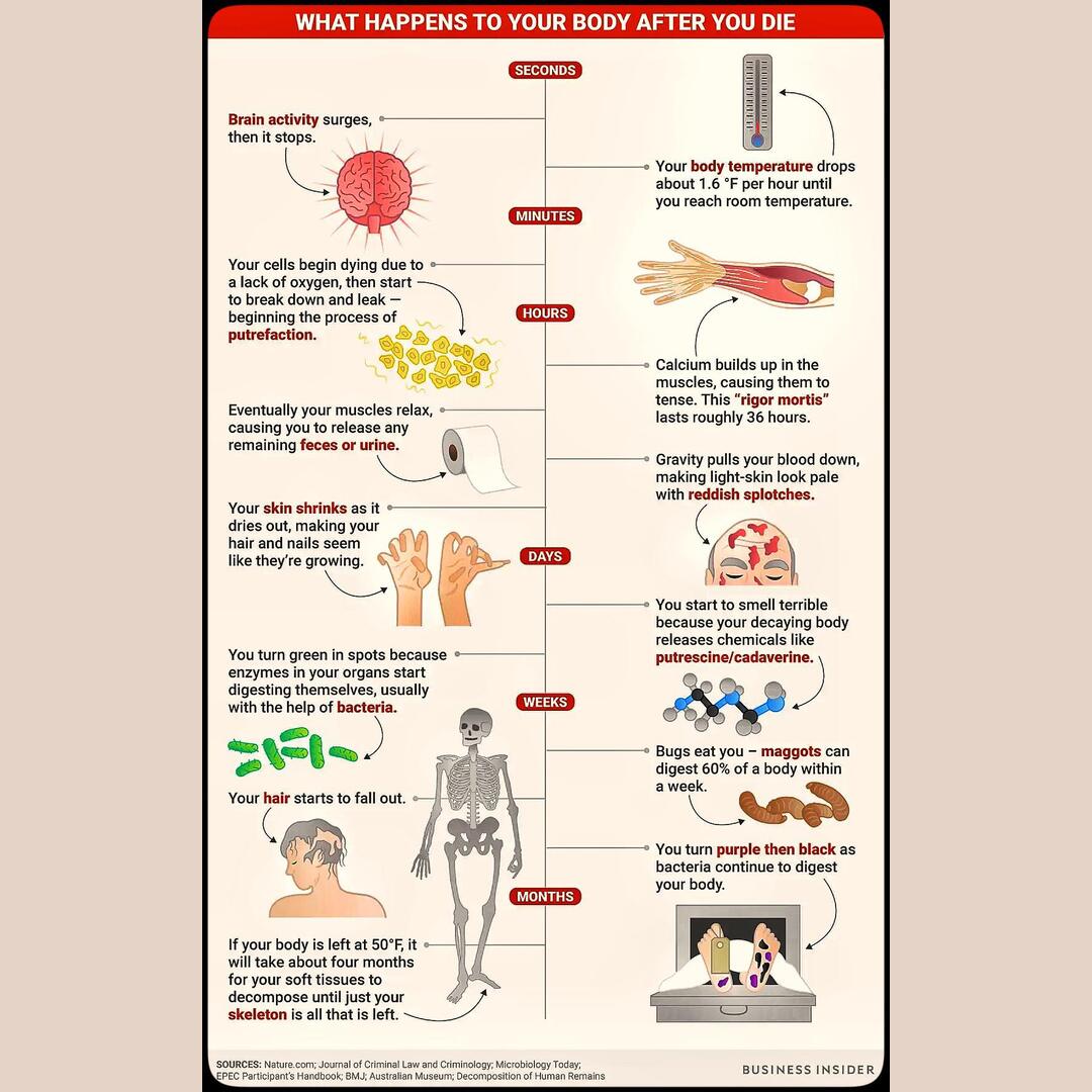A morbid guide to human body decomposition