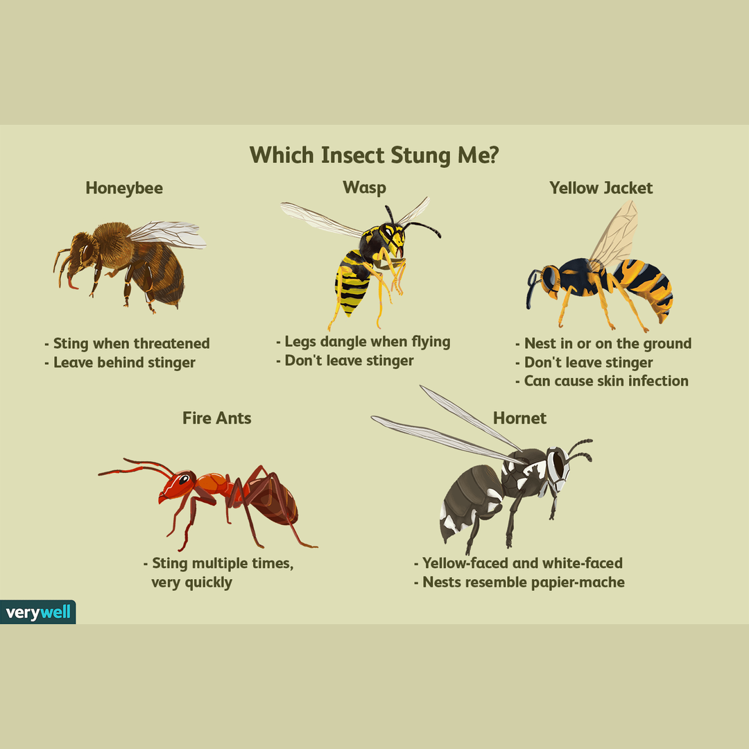 Which Insect Stung Me?