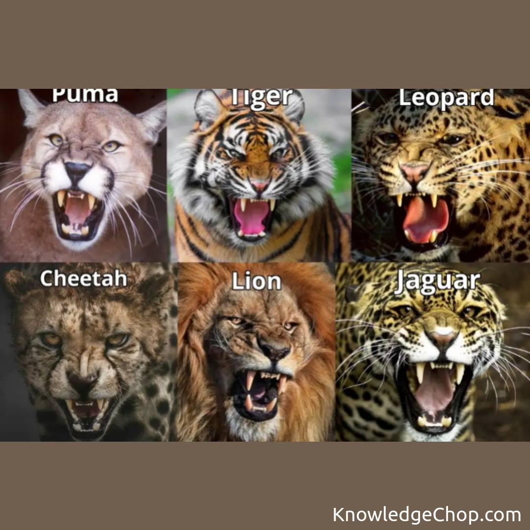 not-complete-but-still-cat-family-knowledge-ninja