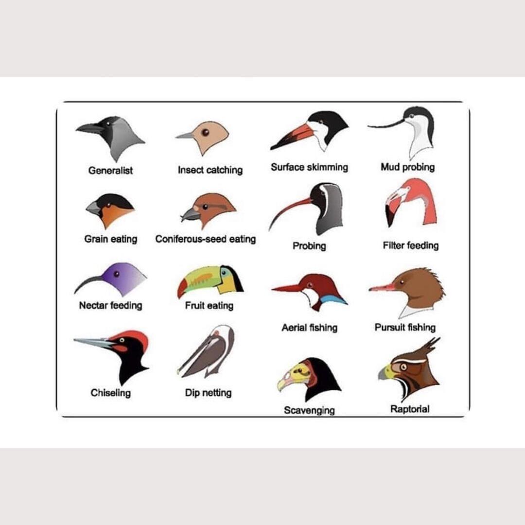 Bird Feeding Types