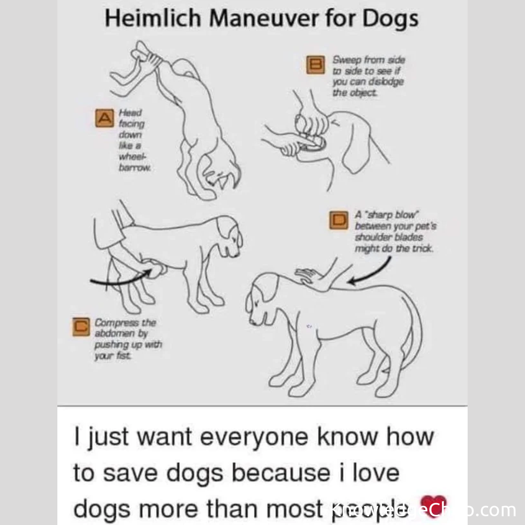 dog lovers out there | 🥷 Knowledge Ninja