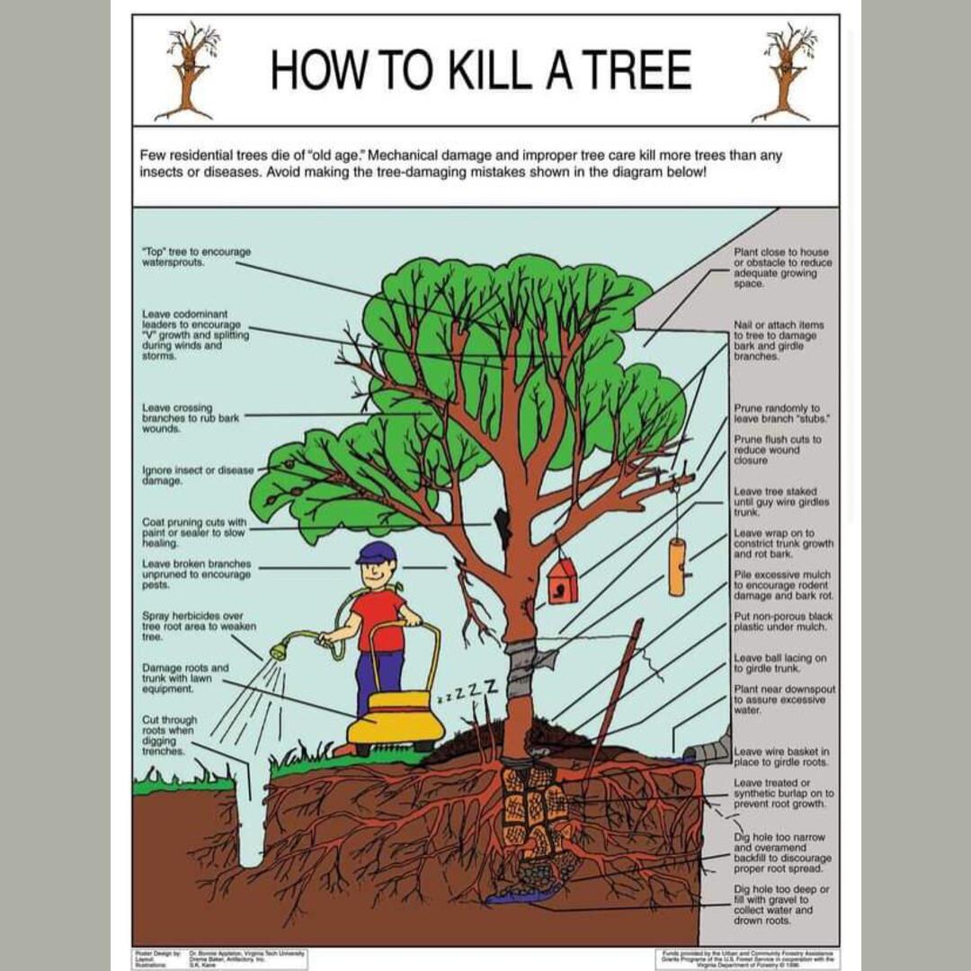 How to kill a tree.