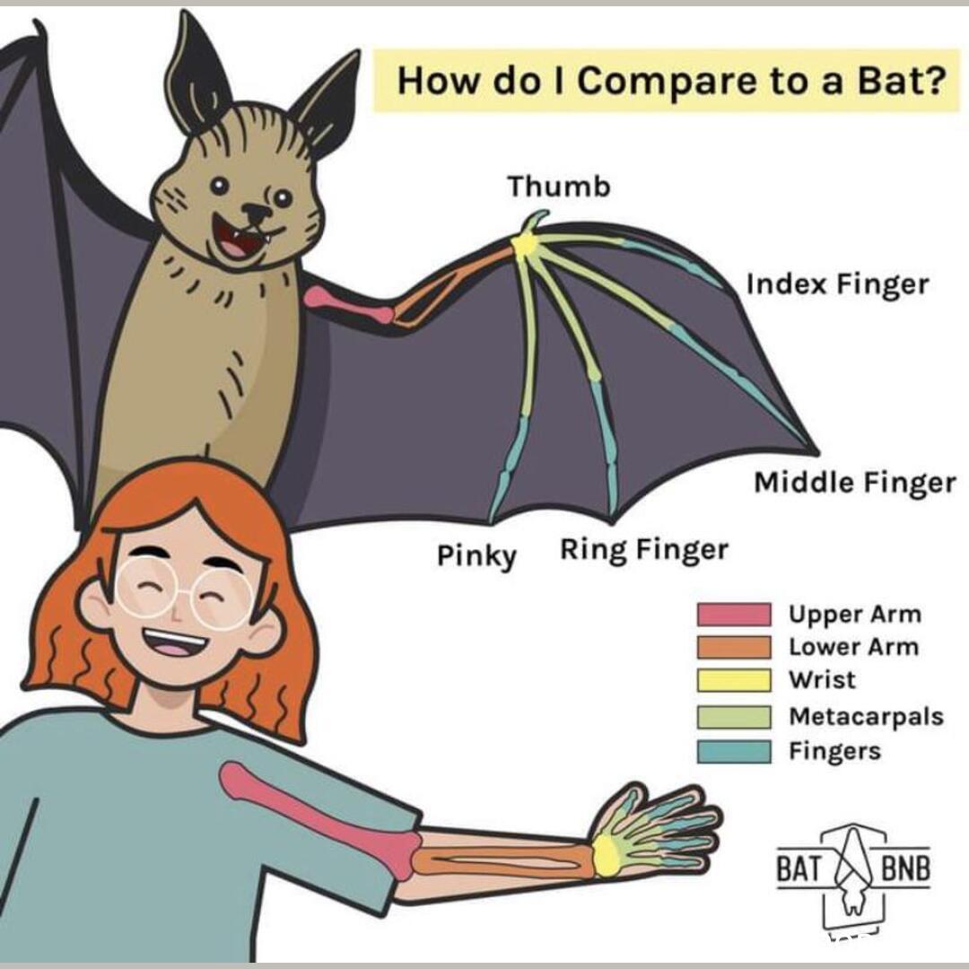 
bat-human comparison, bat wing bone structure, echolocation in bats, bat social behavior.