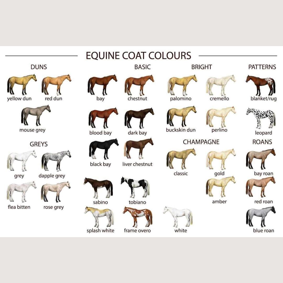 Equine Coat Patterns