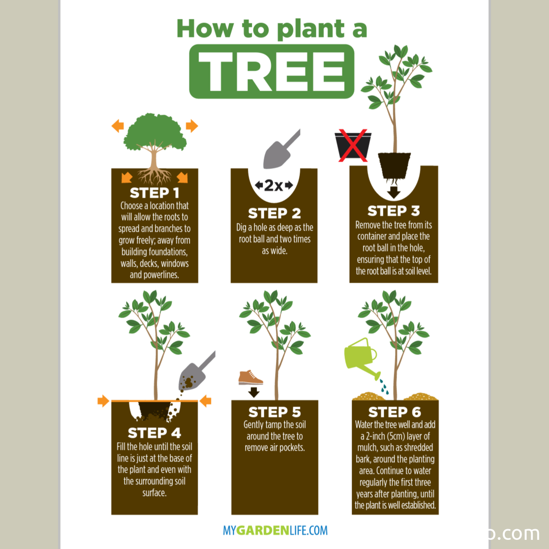 how-to-plant-a-tree-guide-knowledge-ninja