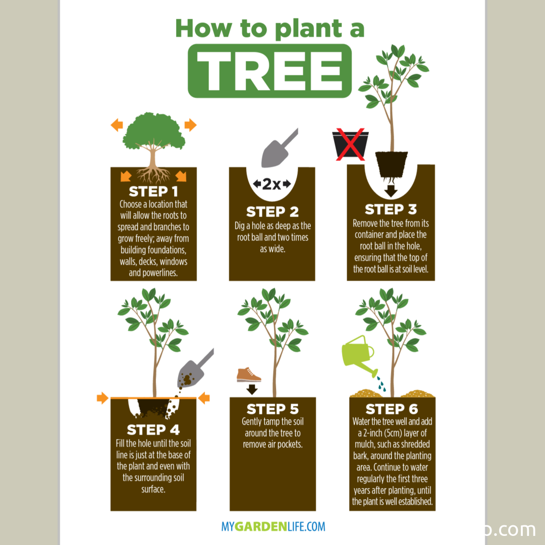 How To Plant A Tree Guide Knowledge Ninja