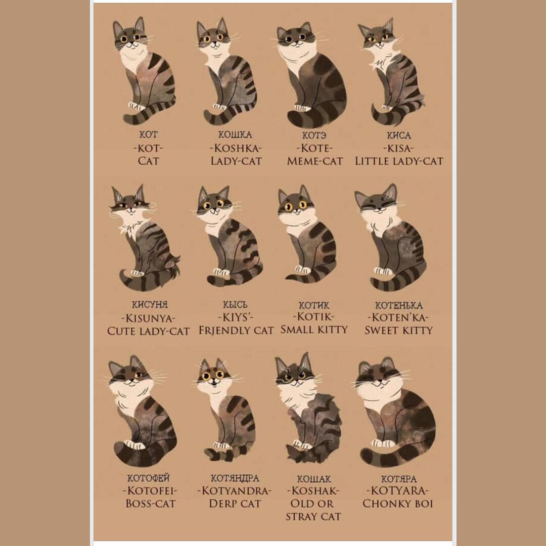 Russian words to describe cats