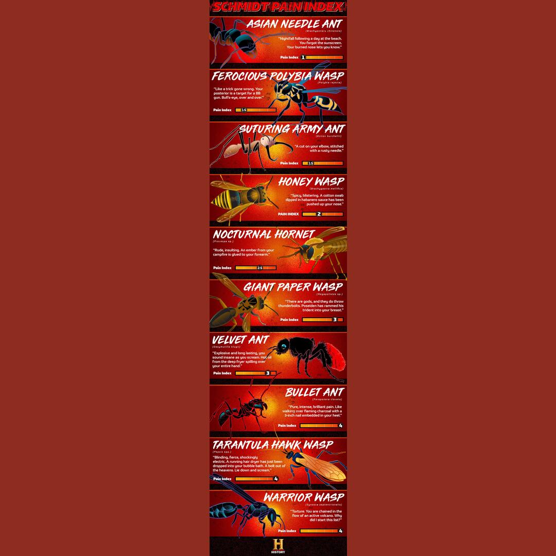 Schmidt pain index