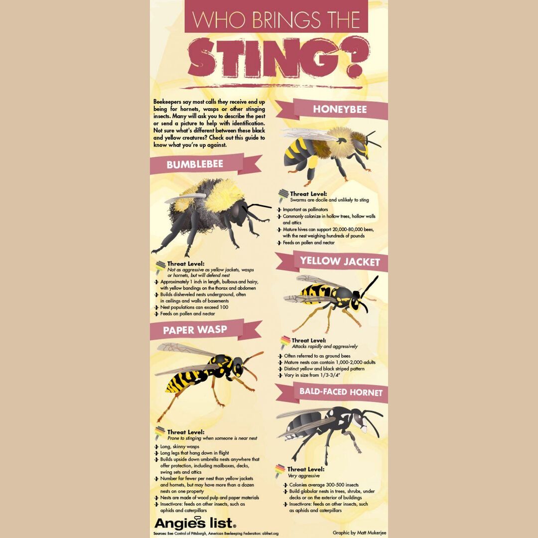 Insect Sting Chart