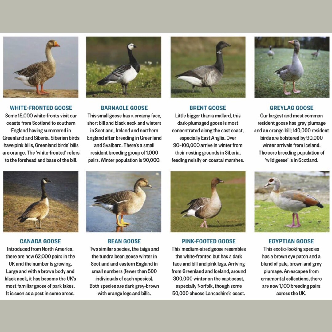 A short guide to some geese seen in Britain.