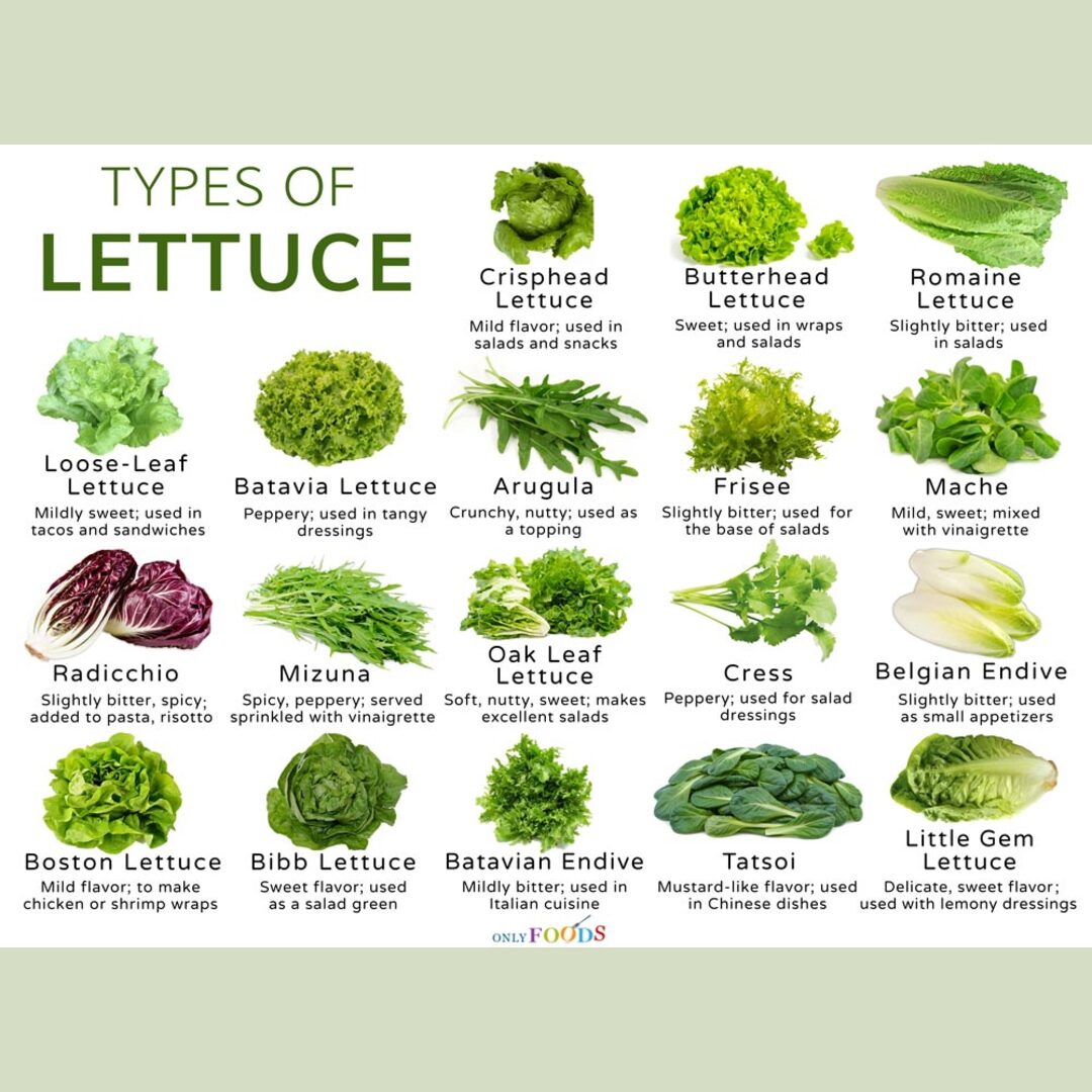 Types of Lettuce