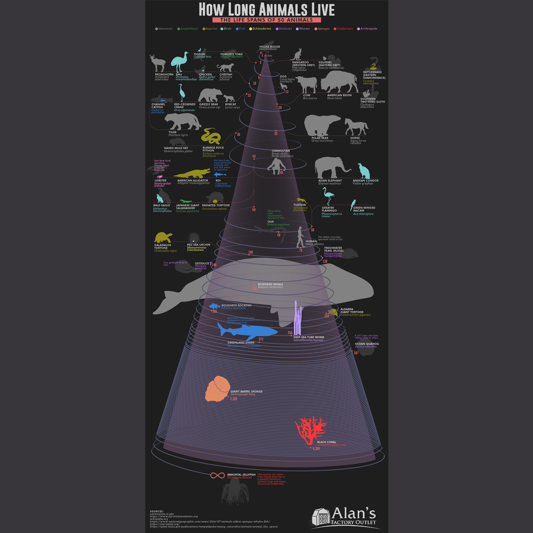 A chart that illustrates the life span of 50 animals ranging from 1 year to immortality.