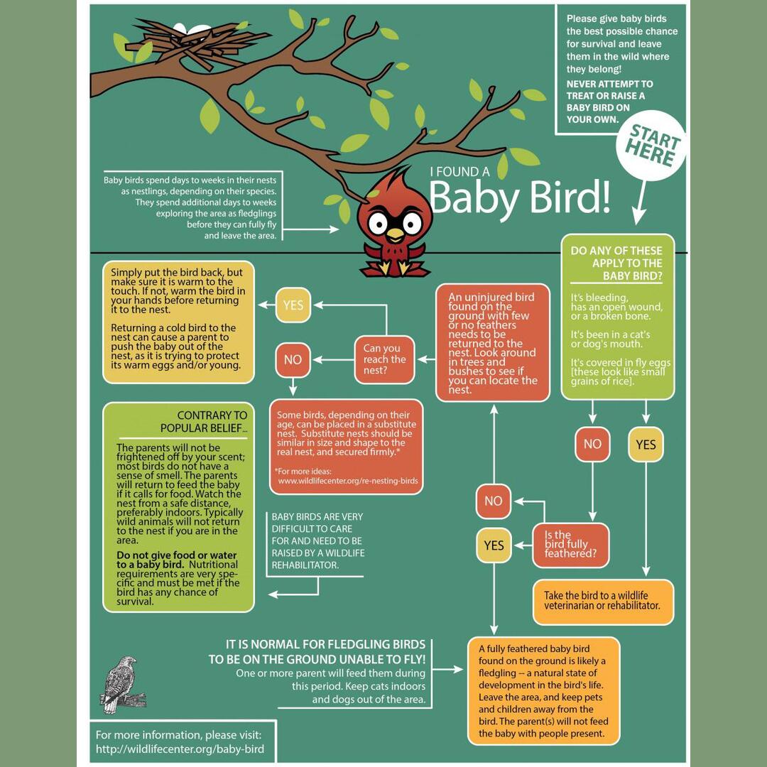 Not sure if this counts as an infographic since the actually information is laid out separately from the illustration, but this is definitely a useful guide