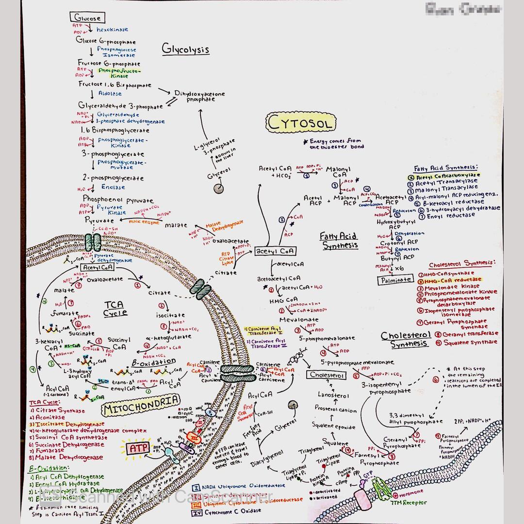 Basic Biochemistry Pathways