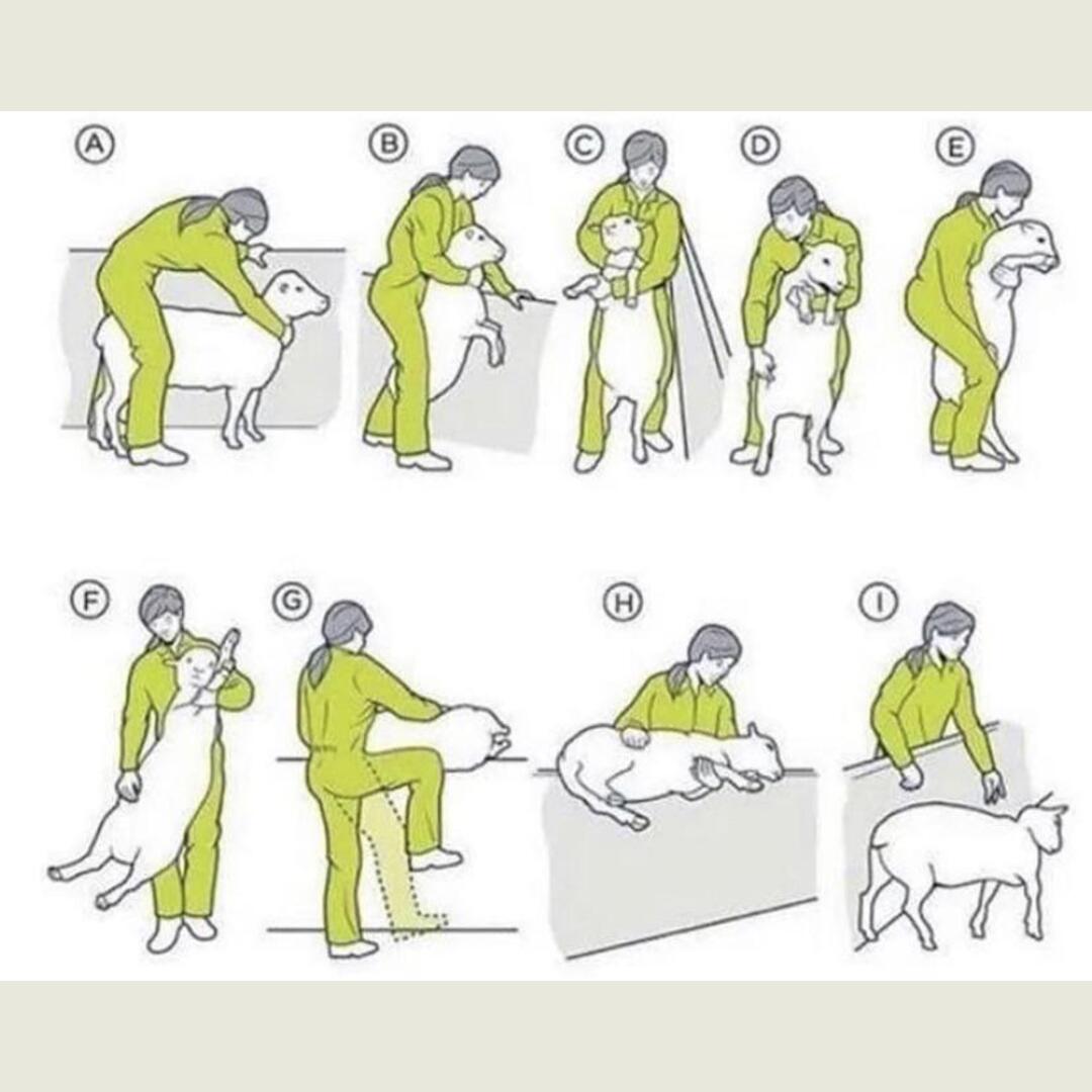 If you ever need to move a lamb over a wall