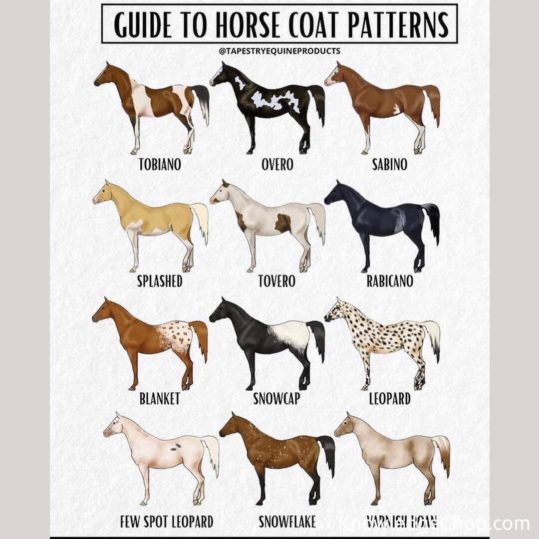 Cool guide of horse coat patterns