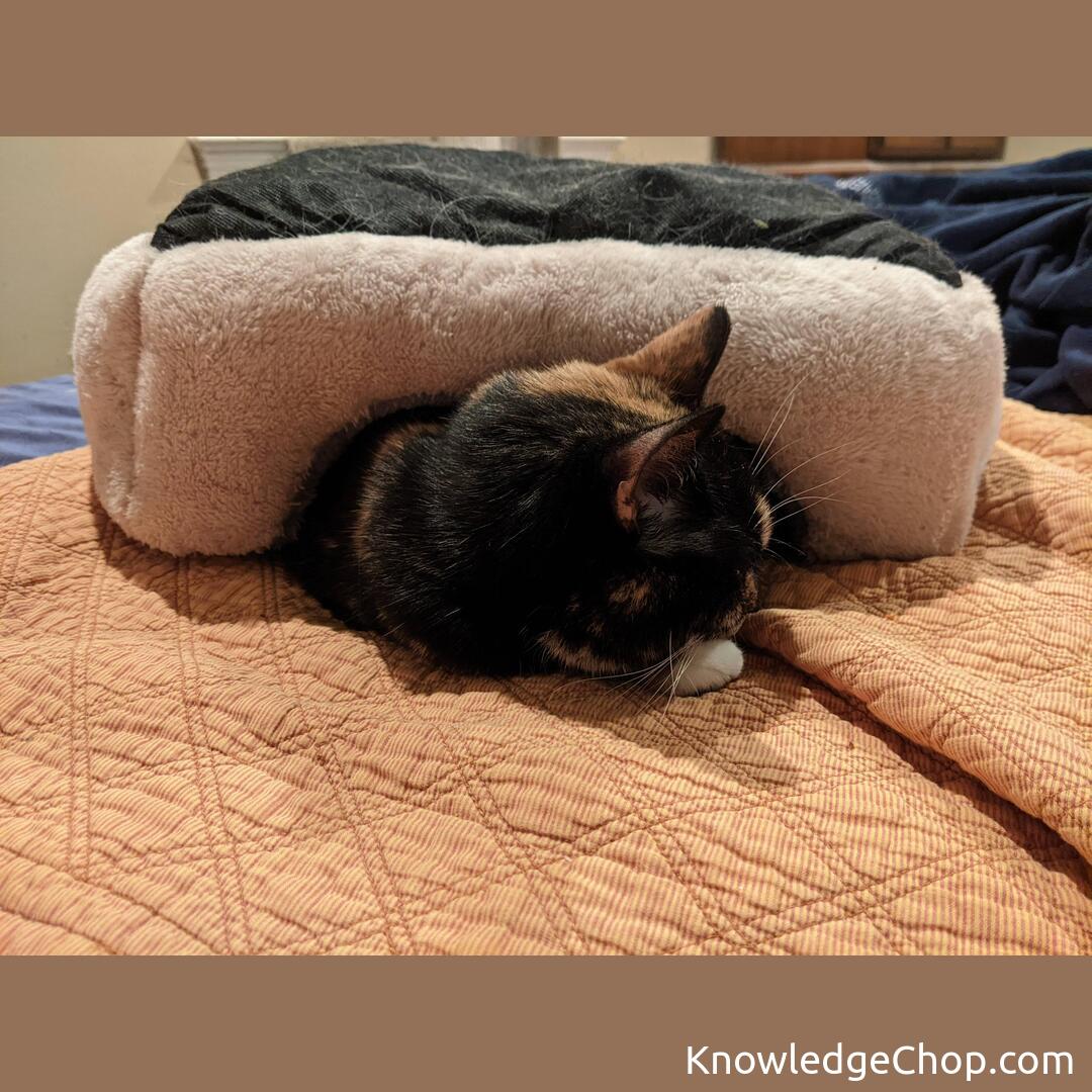 
Flip over that bed your cats ignore and make it a cozy turtle shell