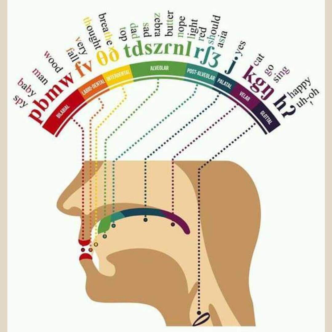 What part of your mouth pronounces different sounds