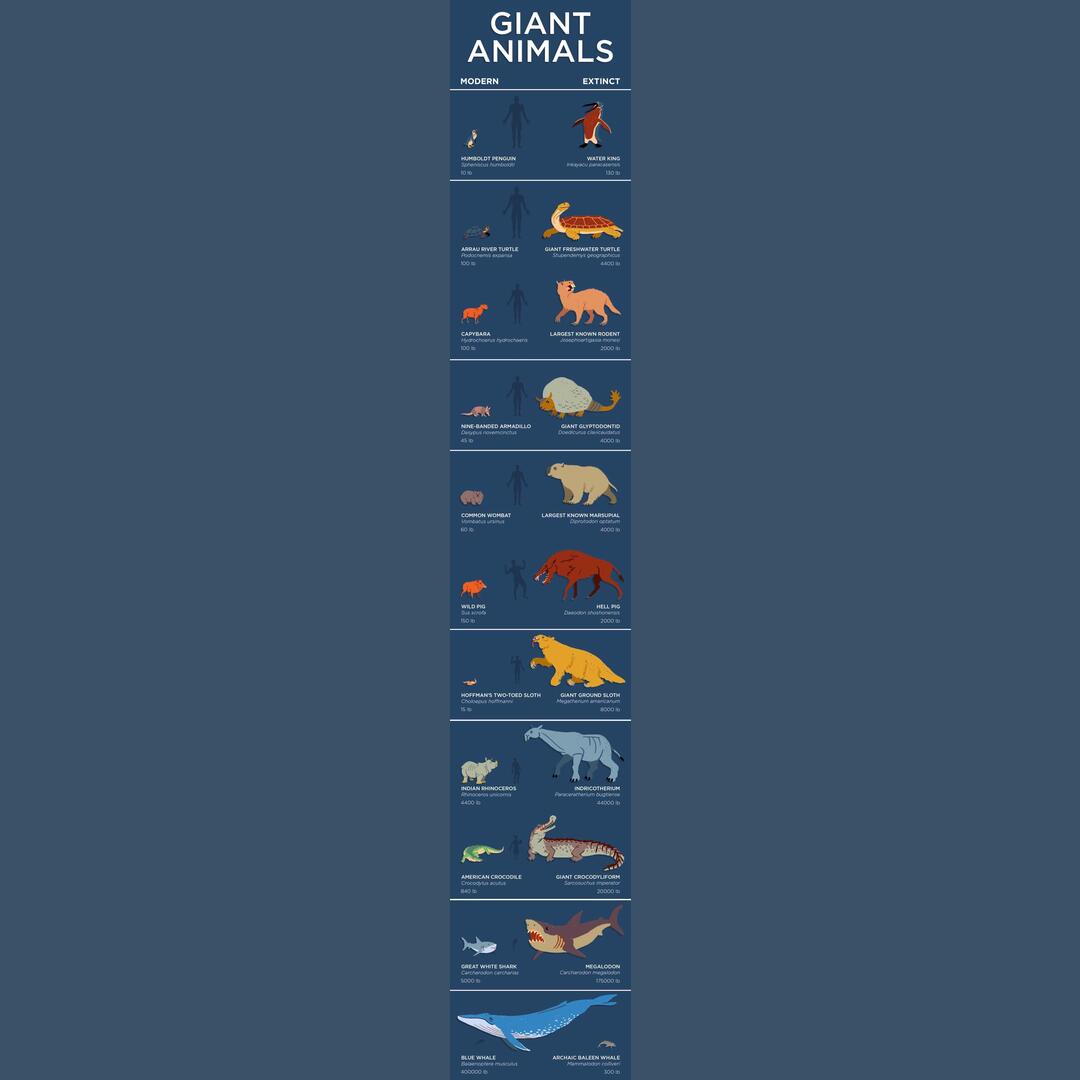 Extinct giant animals and their modern relatives