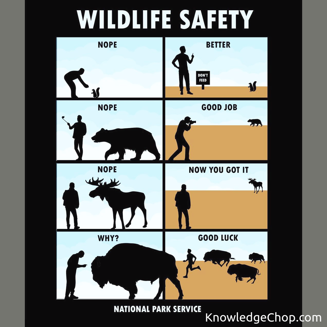 national-park-wildlife-safety-guide-knowledge-ninja