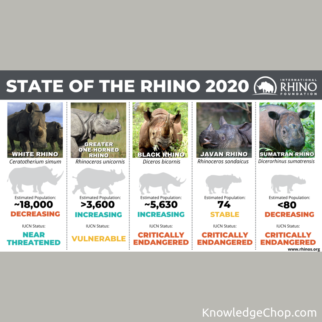 All 5 rhino species | 🥷 Knowledge Ninja