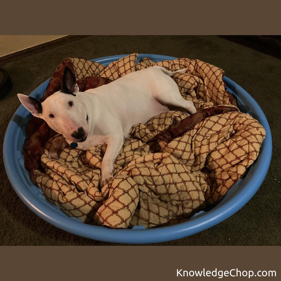 
A plastic kiddie pool with a blanket inside becomes a big, comfy dog bed