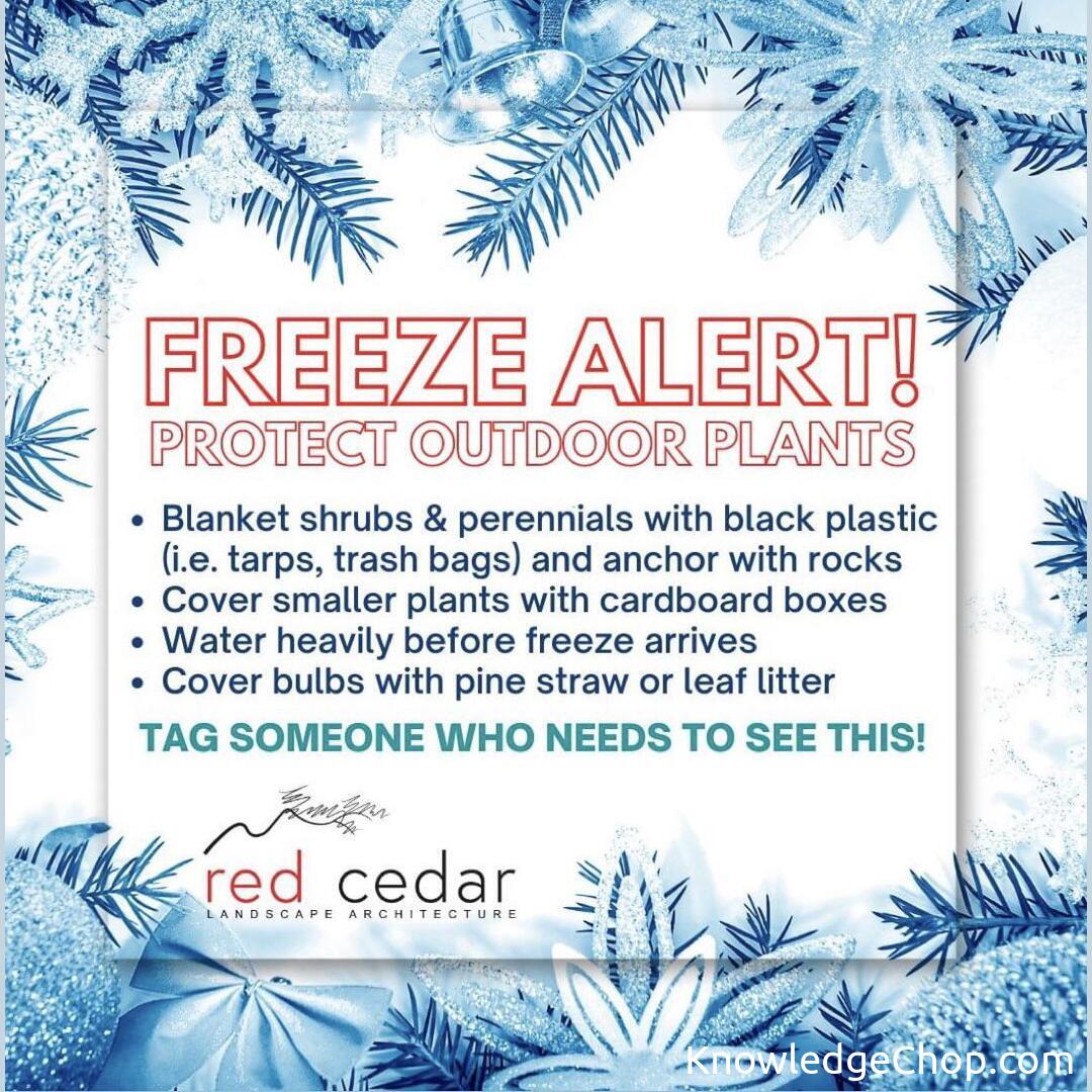 Protecting outdoor plants from cold