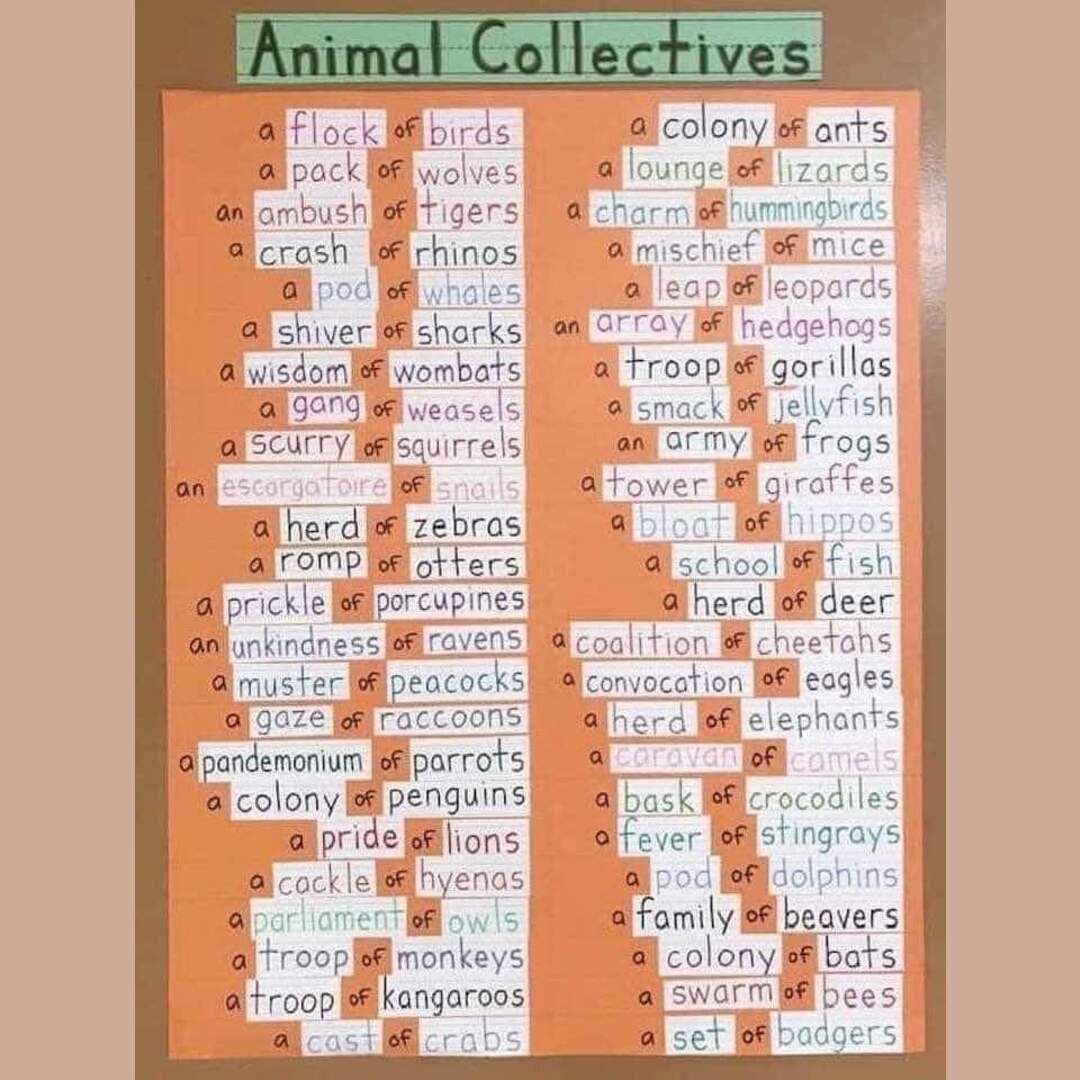 Correct names for animal collectives