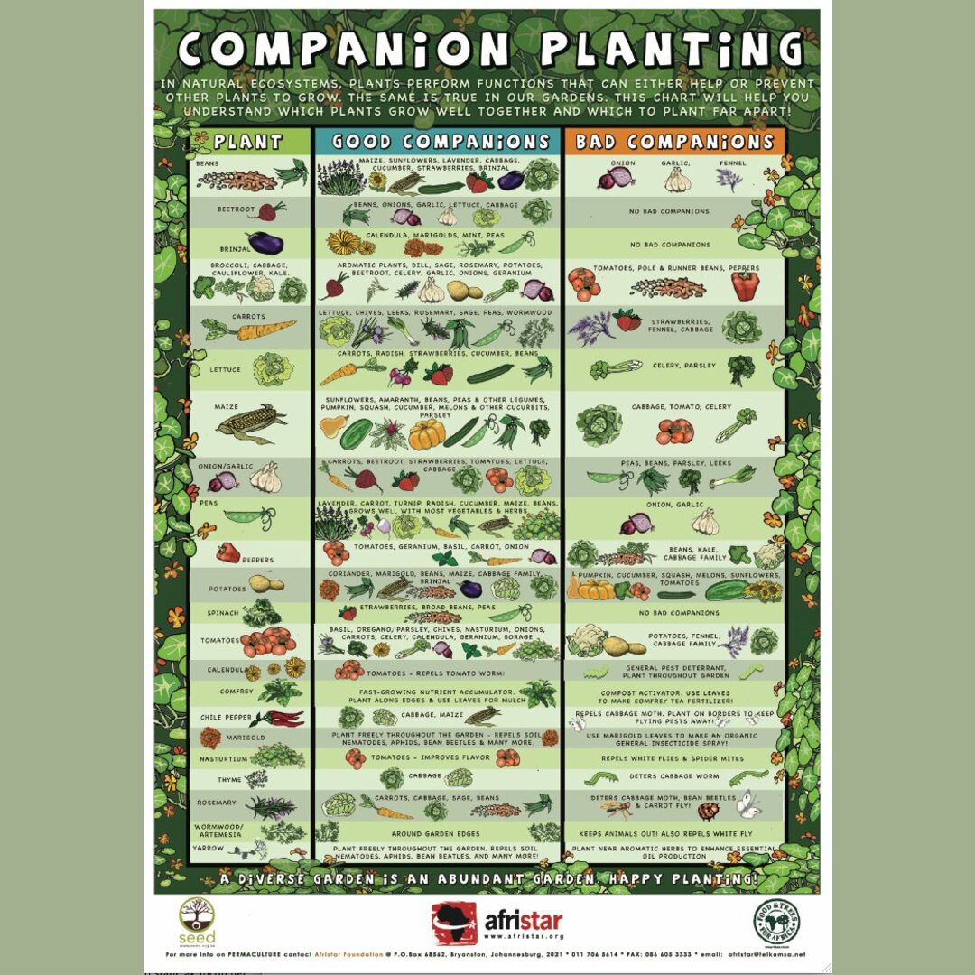 Companion plants for the garden!