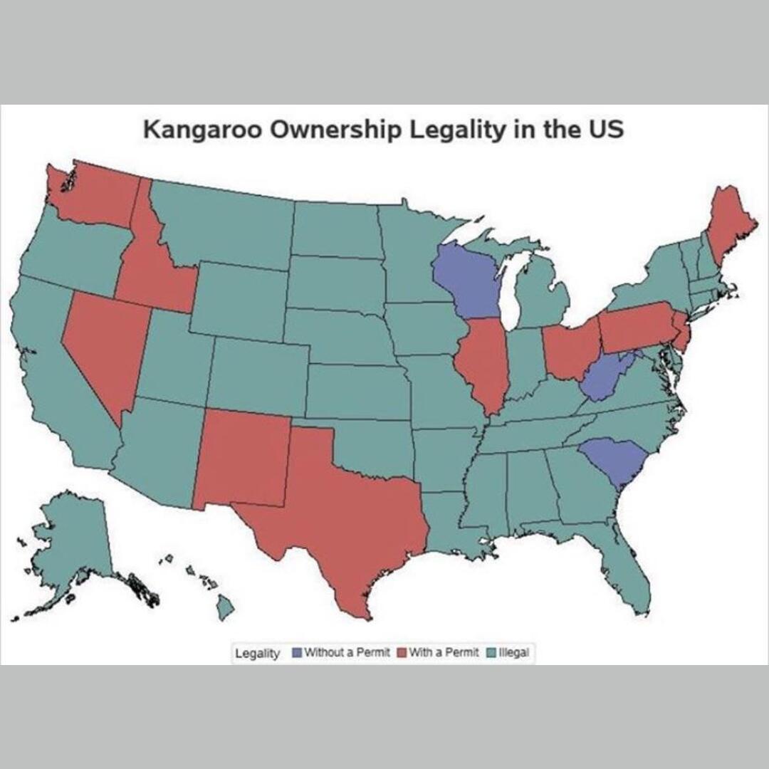 Where to move if you want a kangaroo