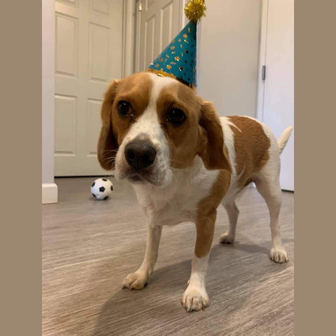 Saved Otis today thanks to a doggy heimlich guide I saw here years ago. Thanks to that person for saving my dogs life.