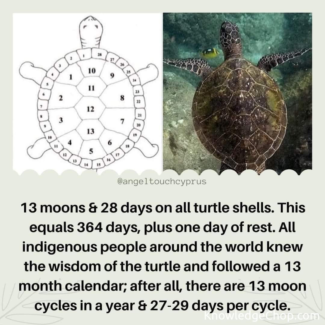 Turtle calendars 🥷 Knowledge Ninja