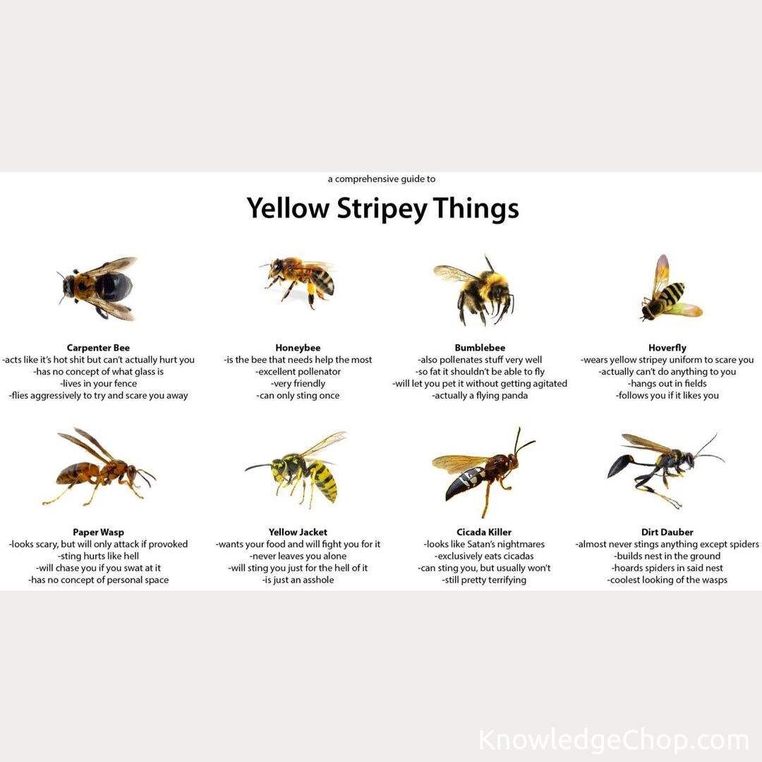 A Comprehensive Guide to Yellow Stripey Things